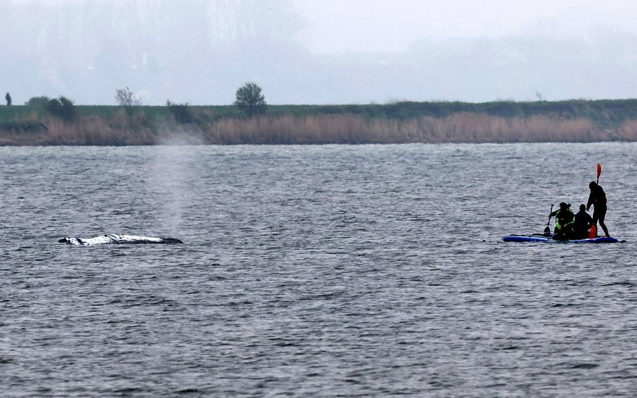 Rettungsaktion für den Buckelwal
