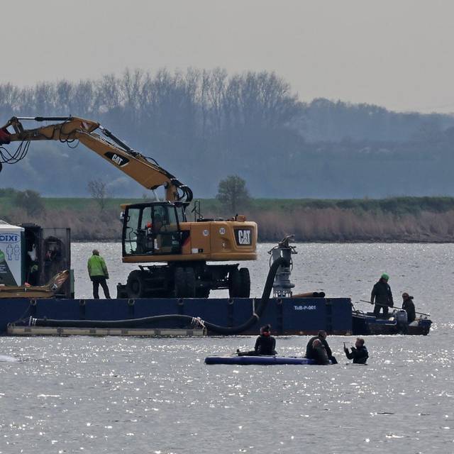 Rettungsaktion für den Buckelwal