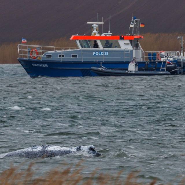 Gestrandeter Buckelwal ist geschwommen