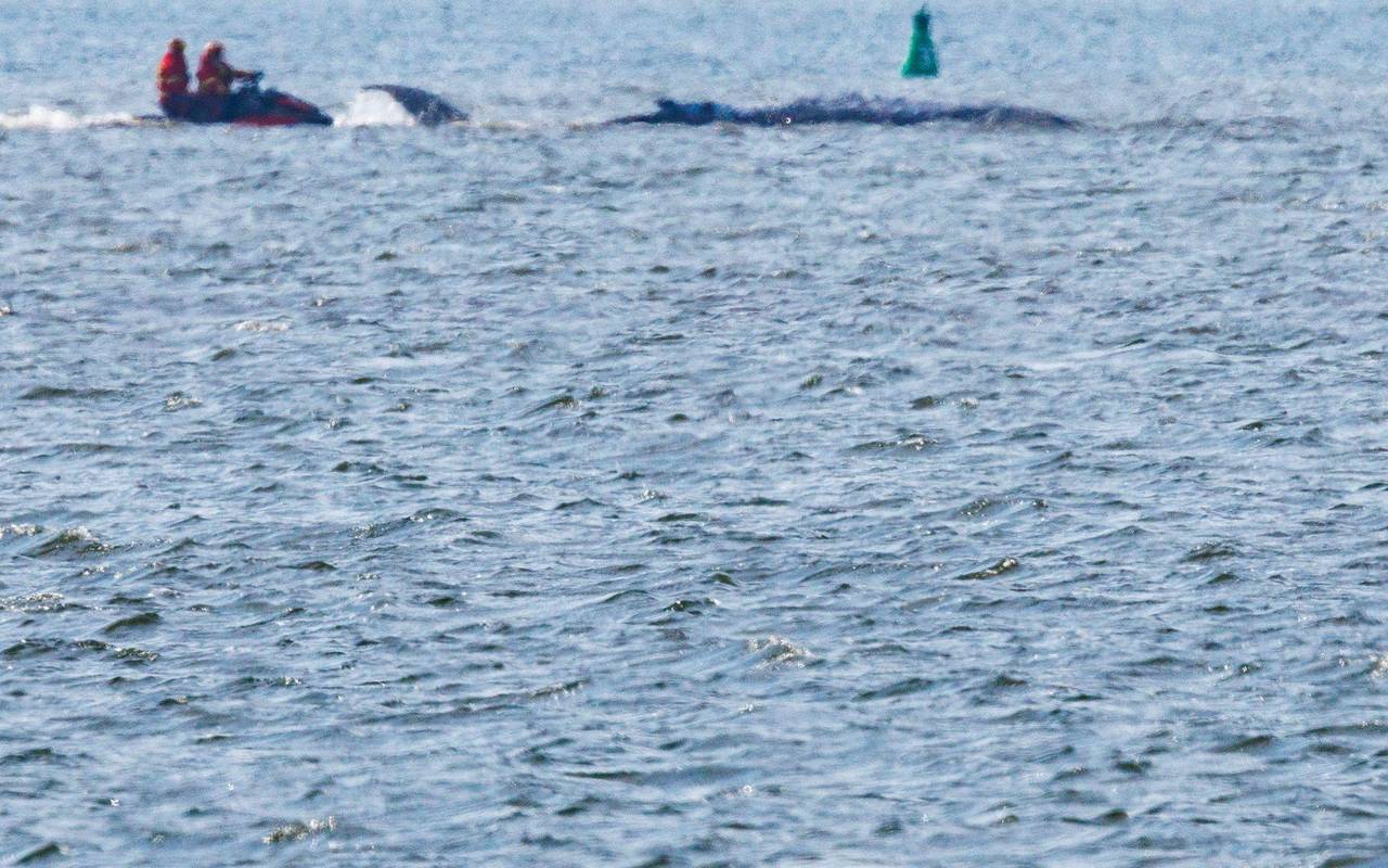 Gestrandeter Buckelwal ist geschwommen