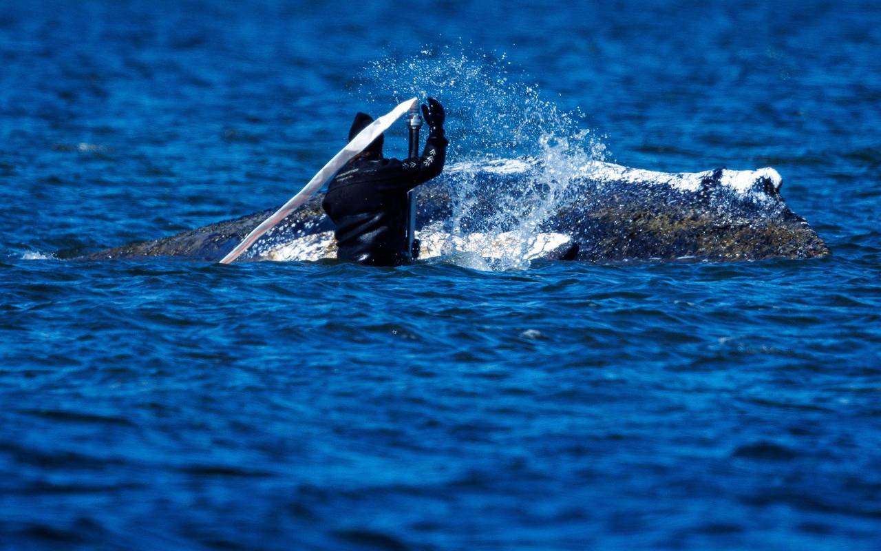 Weitere Entwicklung zum Buckelwal in der Ostsee