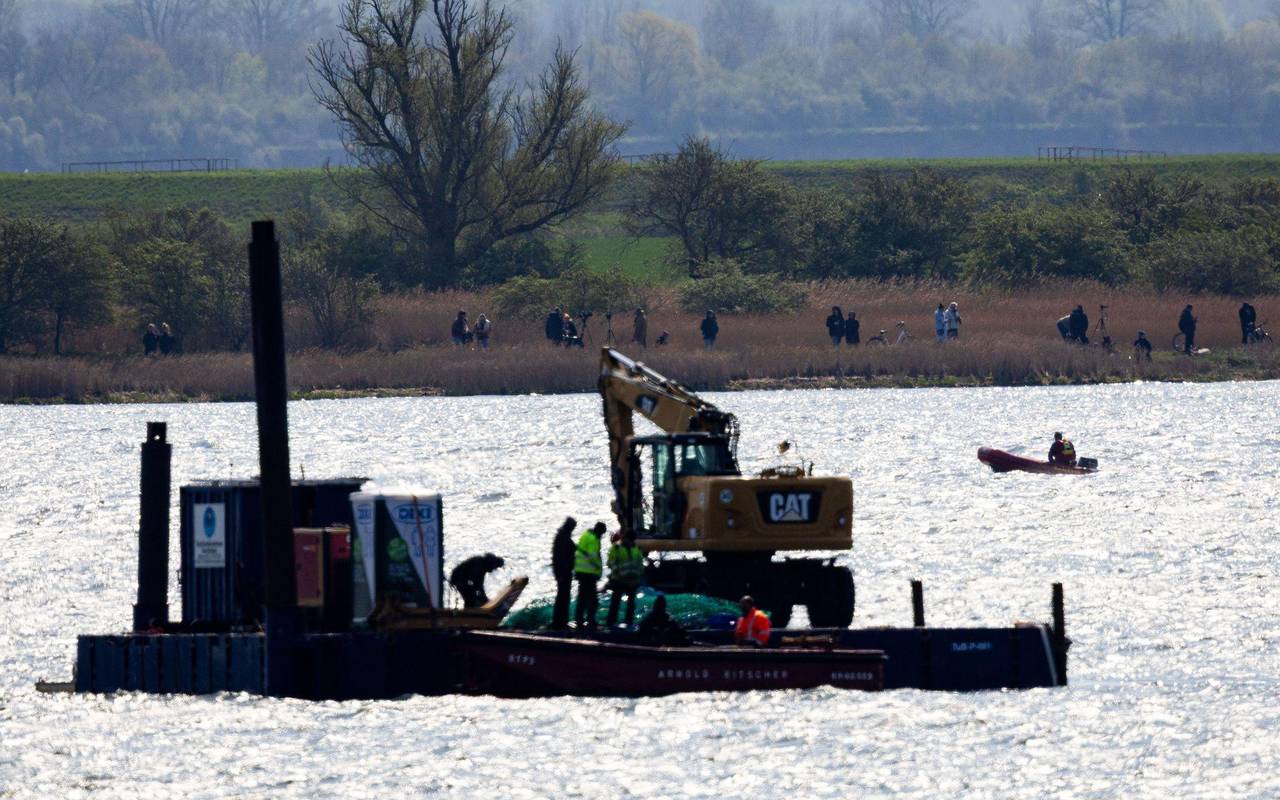 Gestrandeter Buckelwal