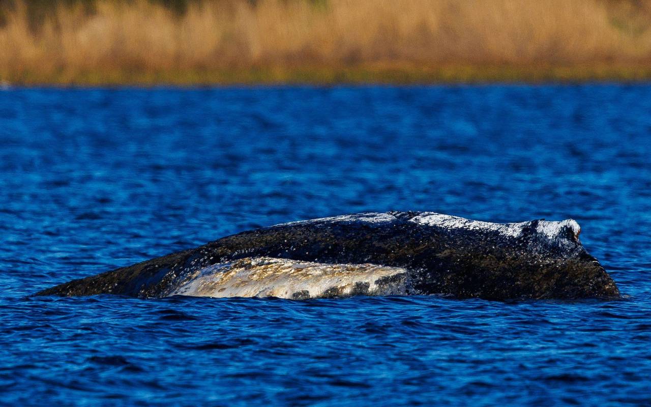 Weitere Entwicklung zum Buckelwal in der Ostsee