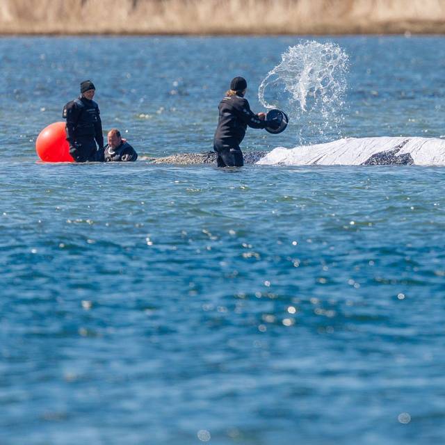 Weitere Entwicklung zum Buckelwal in der Ostsee