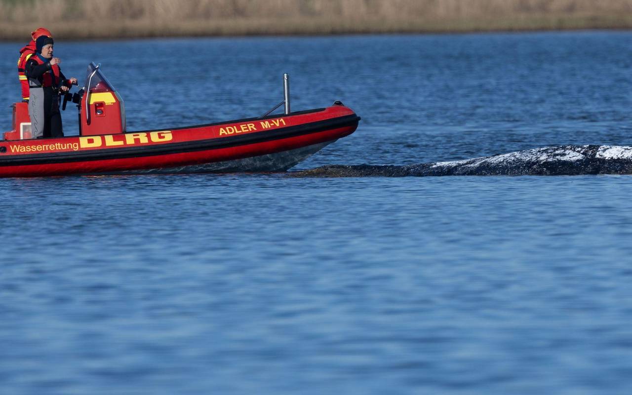 Weitere Entwicklung zum Buckelwal in der Ostsee