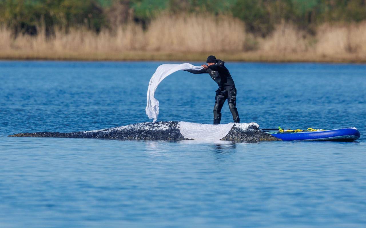Weitere Entwicklung zum Buckelwal in der Ostsee