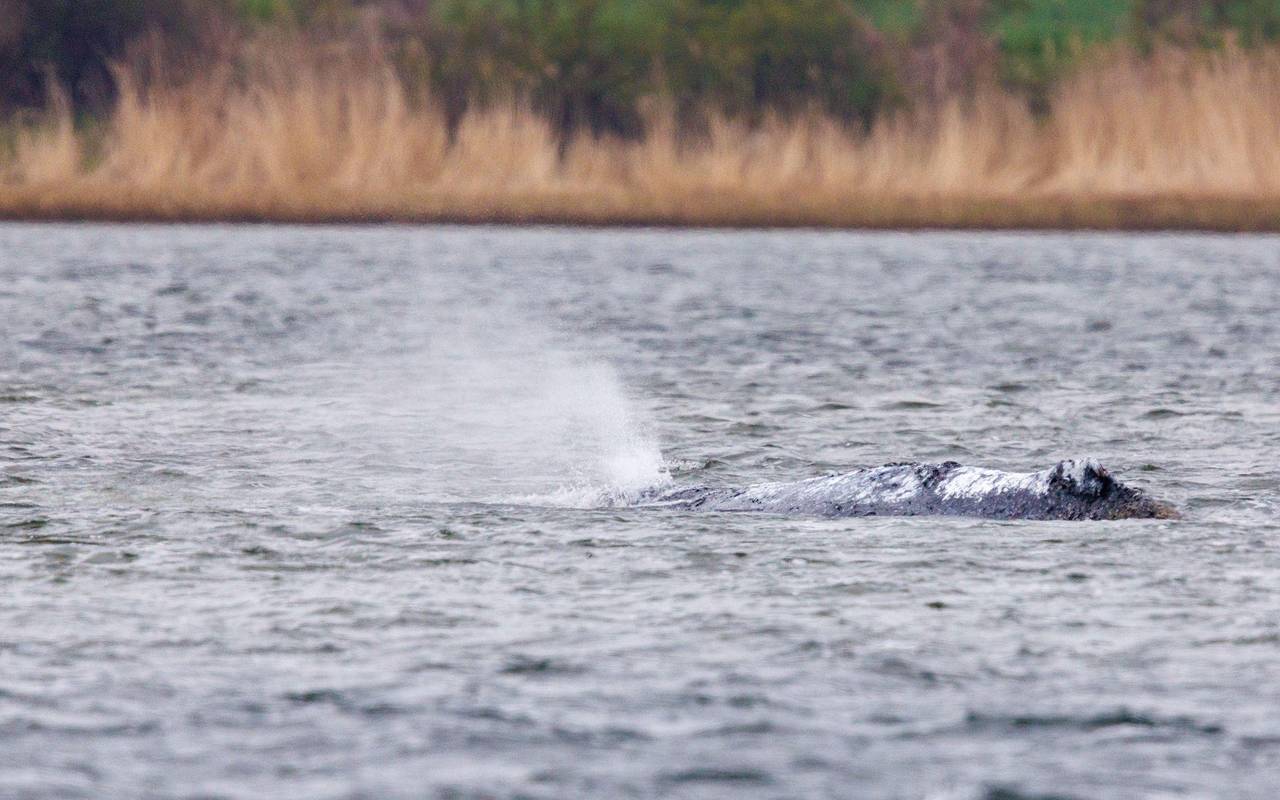 Weitere Entwicklung zum Buckelwal in der Ostsee