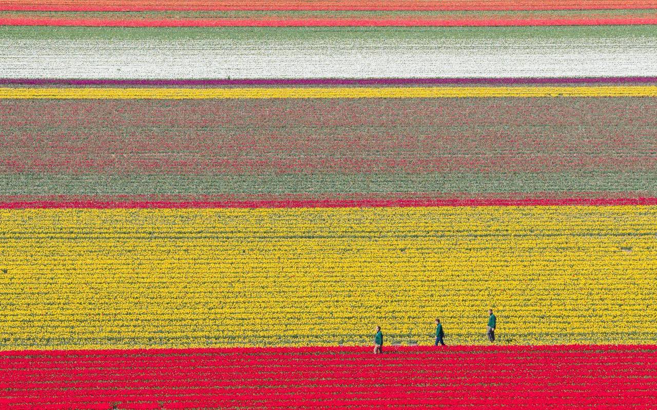 Millionen Tulpen wachsen im Landkreis Gifhorn