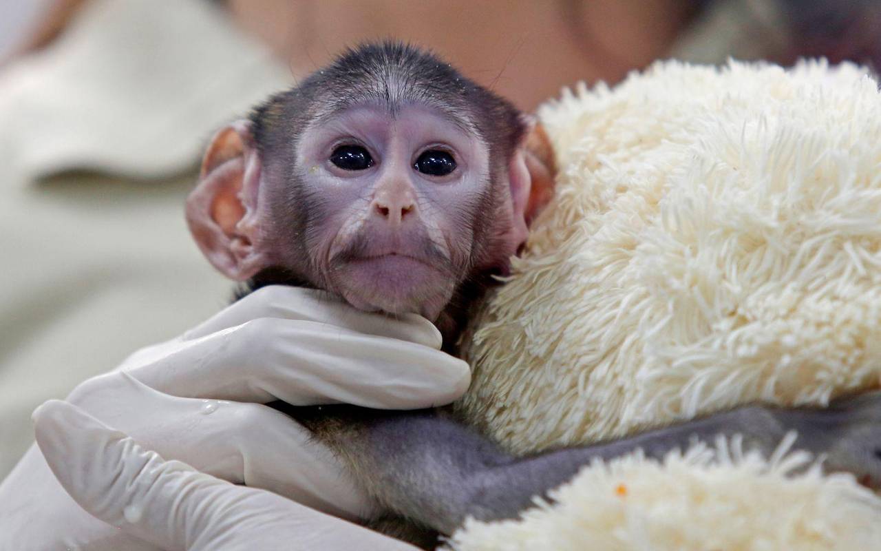 Husarenaffen-Baby Yuji