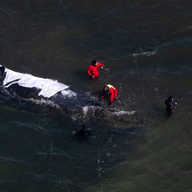 Weitere Entwicklung zum Buckelwal in der Ostsee
