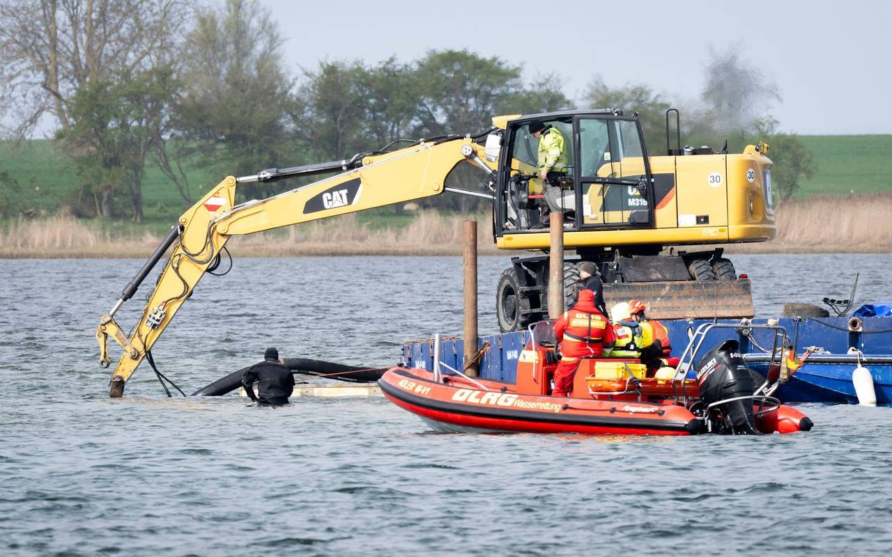 Weitere Entwicklung zum Buckelwal in der Ostsee