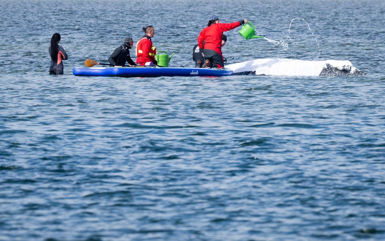 Weitere Entwicklung zum Buckelwal in der Ostsee