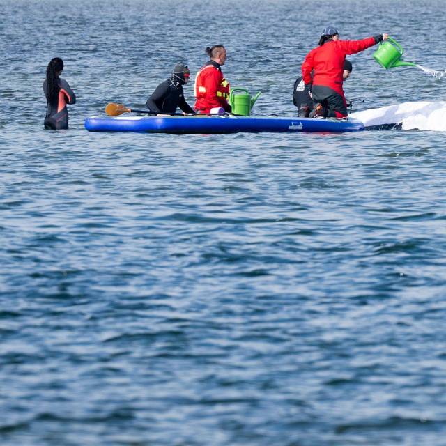 Weitere Entwicklung zum Buckelwal in der Ostsee