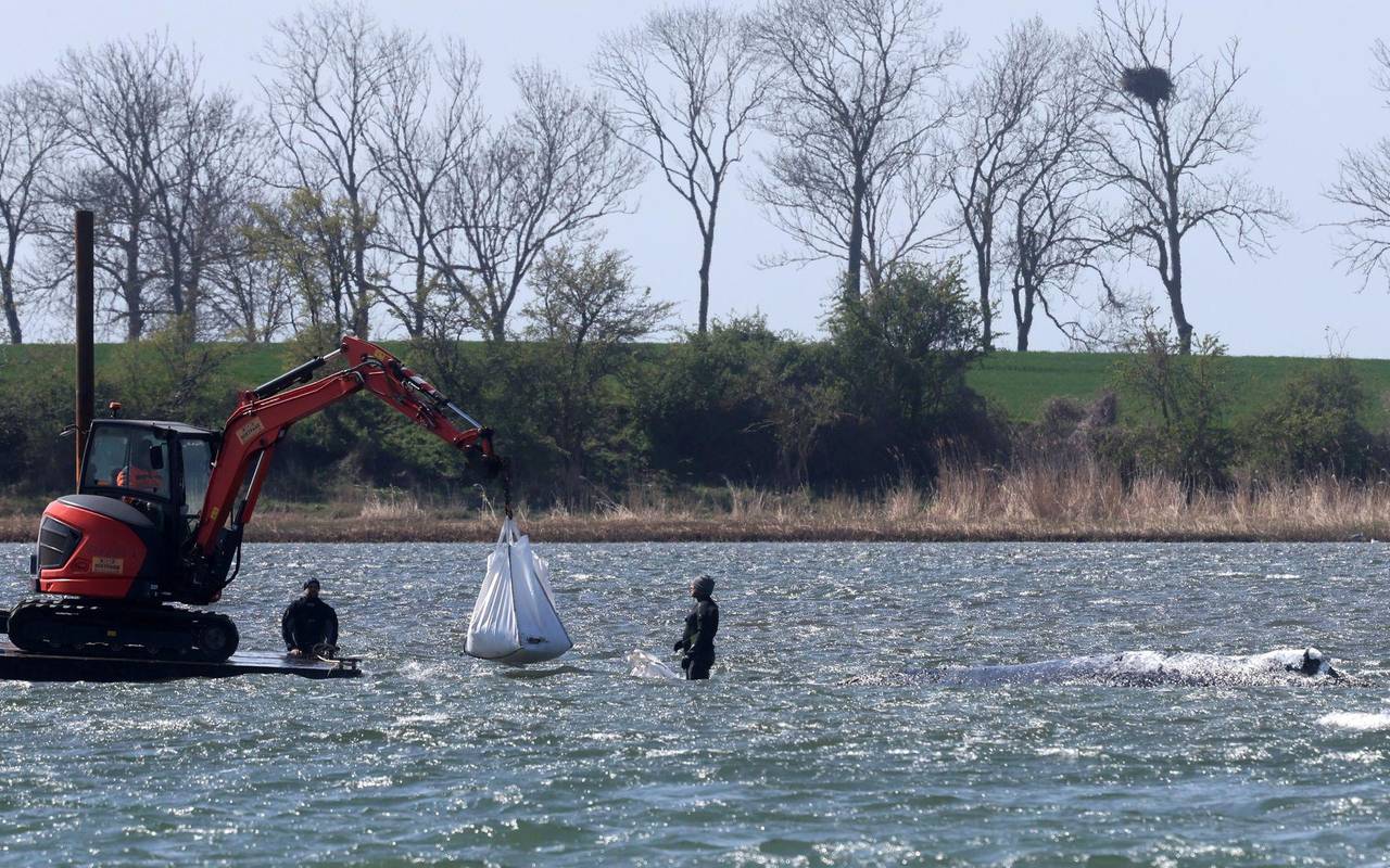 Ministerium duldet möglichen Transport des Buckelwals