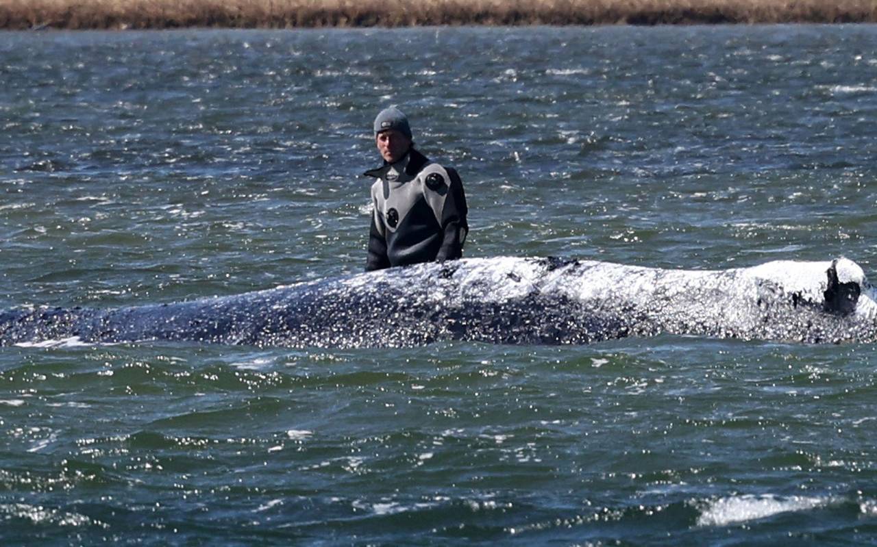 Ministerium duldet möglichen Transport des Buckelwals