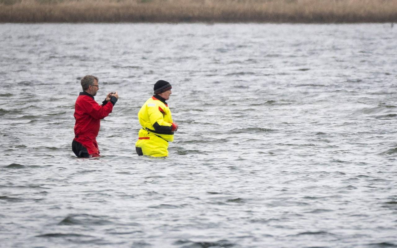 Weitere Entwicklung zum Buckelwal in der Ostsee