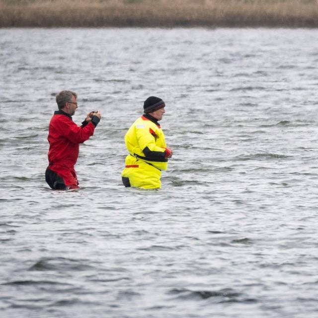 Weitere Entwicklung zum Buckelwal in der Ostsee
