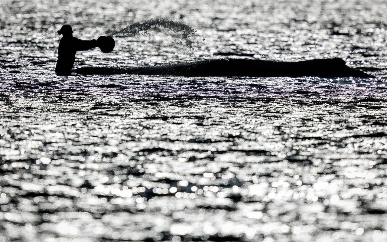 Vermeintlich ruhiger Wal im Trubel - Was fühlt das Tier wirklich?