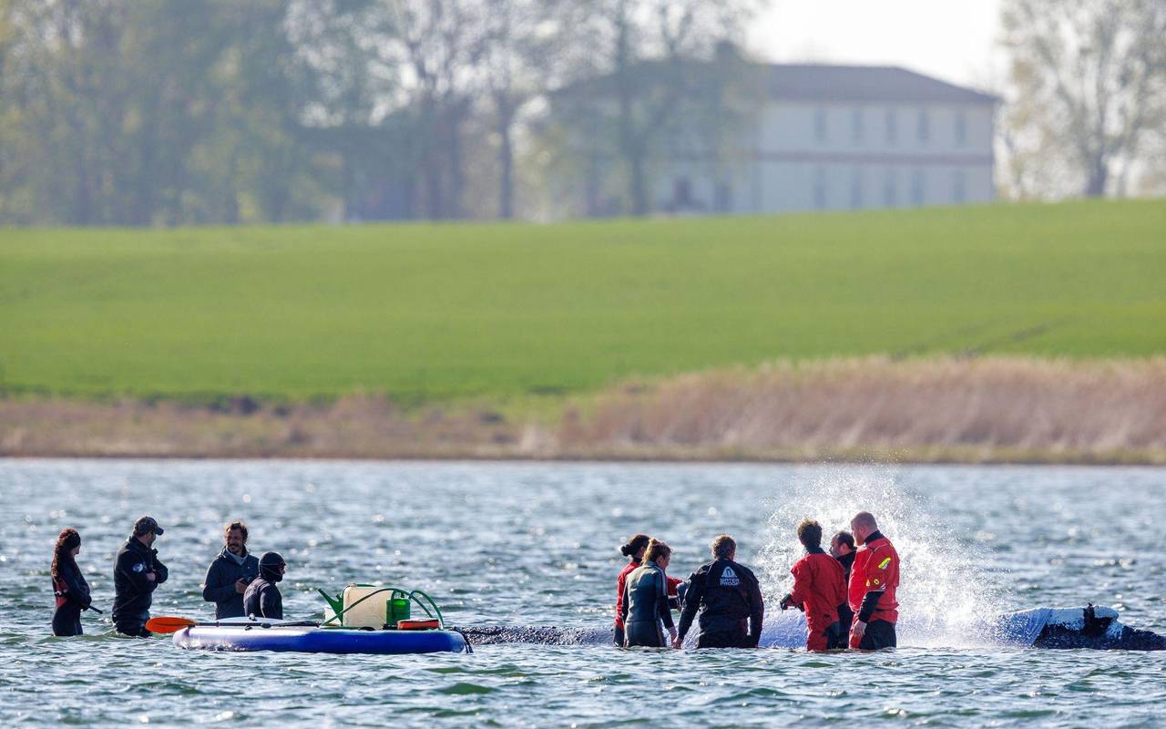 Vermeintlich ruhiger Wal im Trubel - Was fühlt das Tier wirklich?