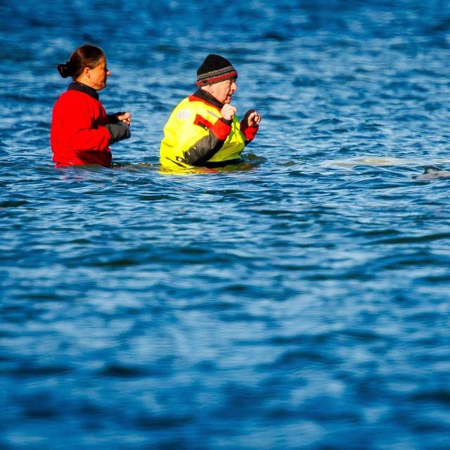 Weitere Entwicklung zum Buckelwal in der Ostsee