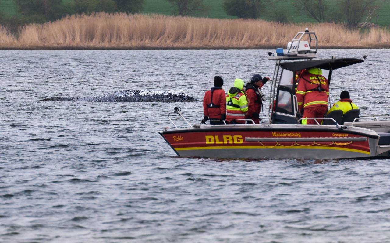 Weitere Entwicklung zum Buckelwal in der Ostsee