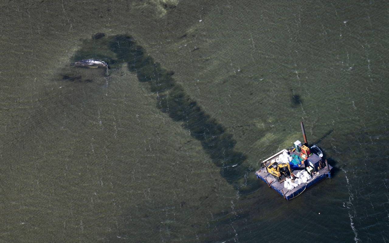 Weitere Entwicklung zum Buckelwal in der Ostsee