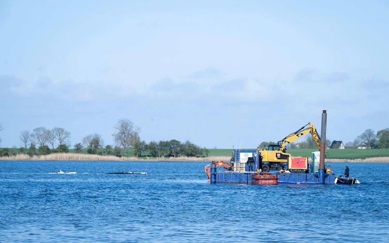 Weitere Entwicklung zum Buckelwal in der Ostsee