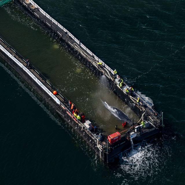 Weitere Entwicklung zum Buckelwal in der Ostsee