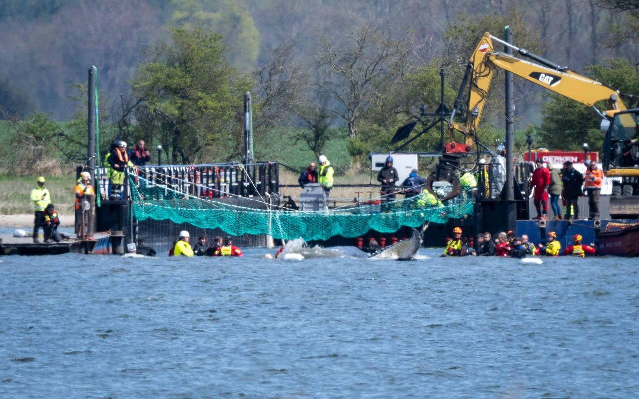 Weitere Entwicklung zum Buckelwal in der Ostsee