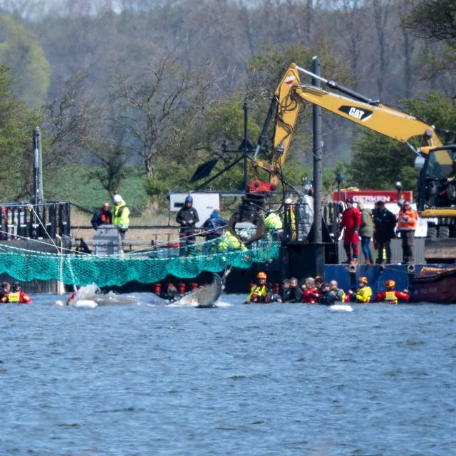 Weitere Entwicklung zum Buckelwal in der Ostsee
