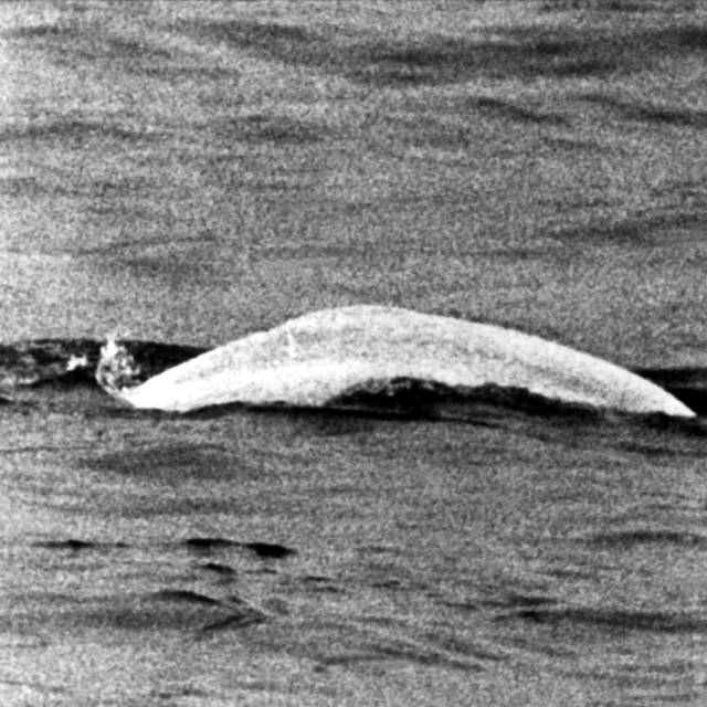 Sensation 1966 - Der weiße Wal im Rhein