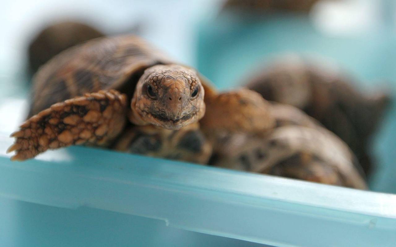 Indische Sternschildkröte