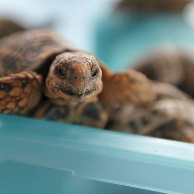 Indische Sternschildkröte