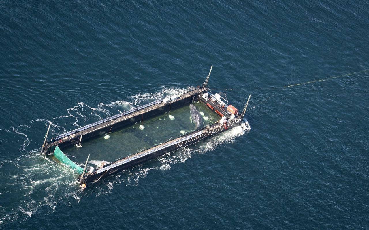 Weitere Entwicklung zum Buckelwal in der Ostsee