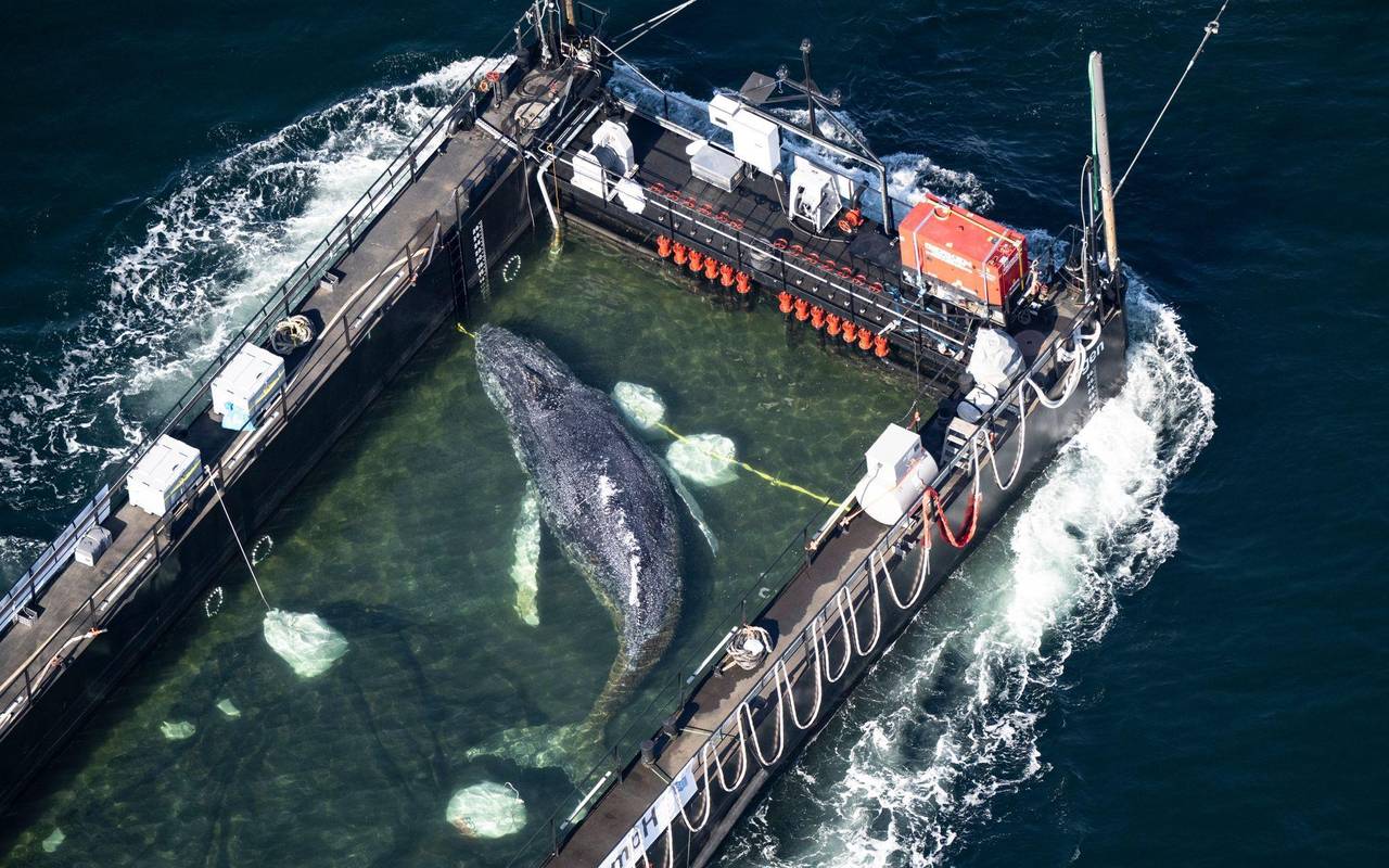 Weitere Entwicklung zum Buckelwal in der Ostsee