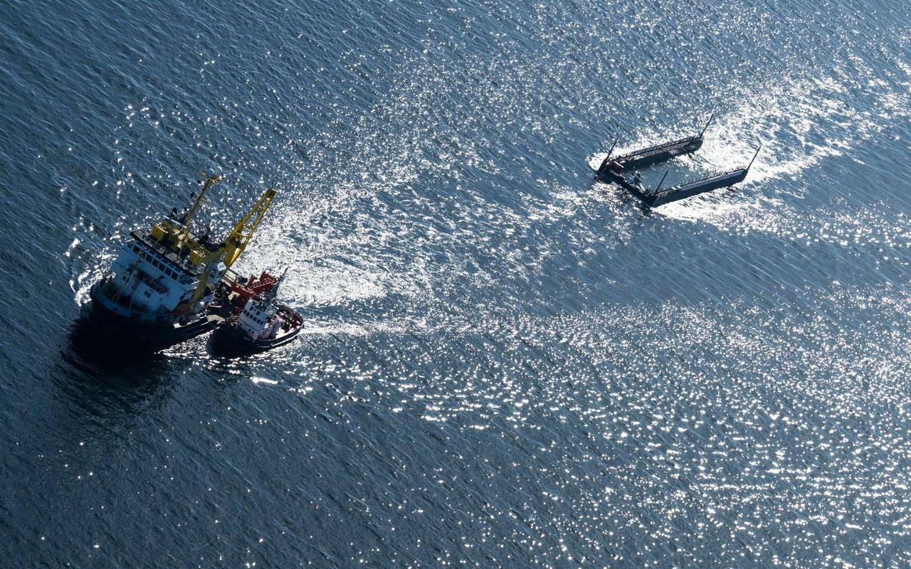 Weitere Entwicklung zum Buckelwal in der Ostsee