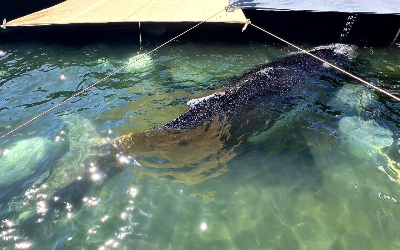 Weitere Entwicklung zum Buckelwal in der Ostsee
