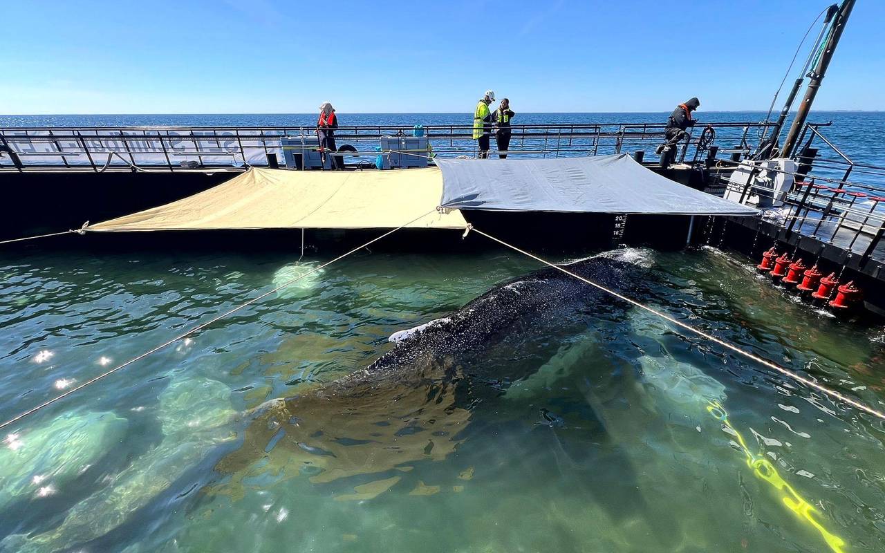 Weitere Entwicklung zum Buckelwal in der Ostsee