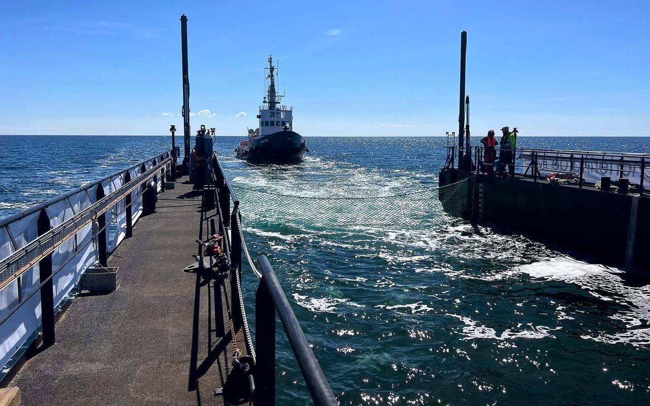 Weitere Entwicklung zum Buckelwal in der Ostsee