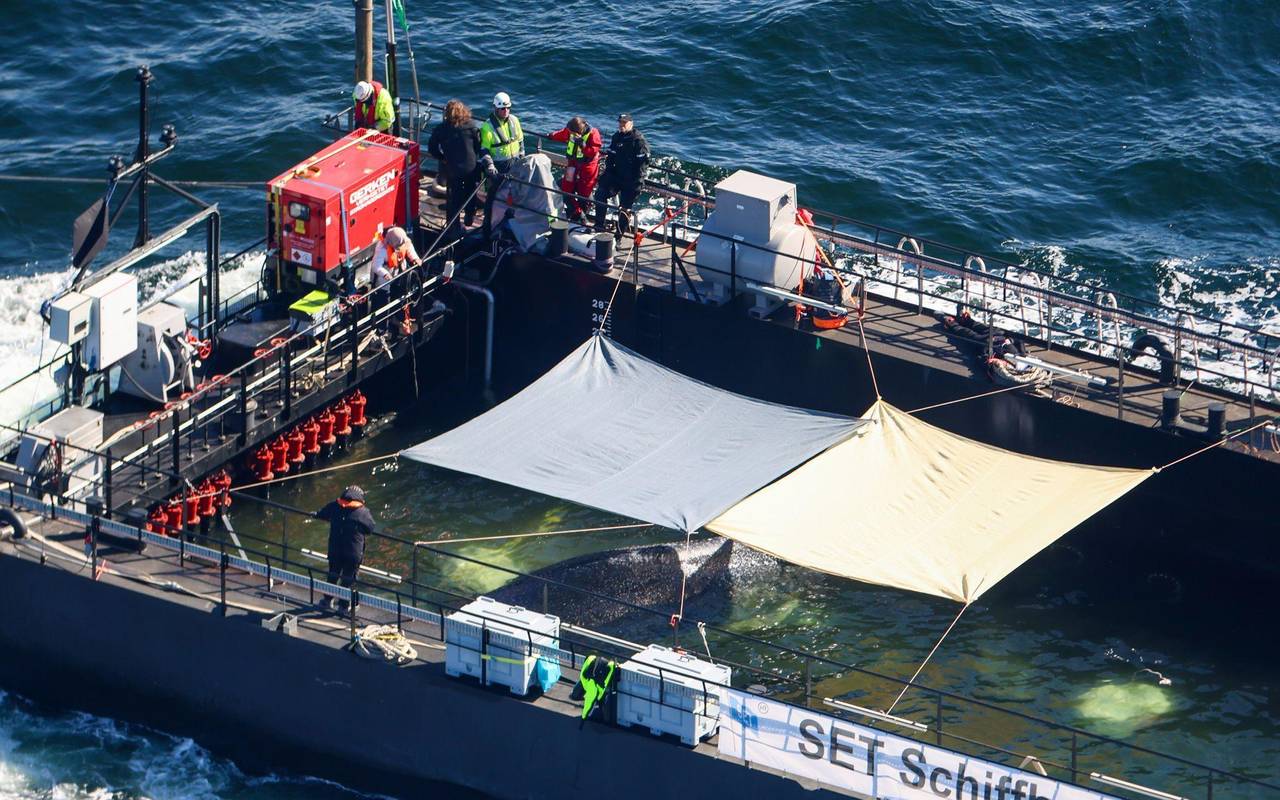 Weitere Entwicklung zum Buckelwal in der Ostsee