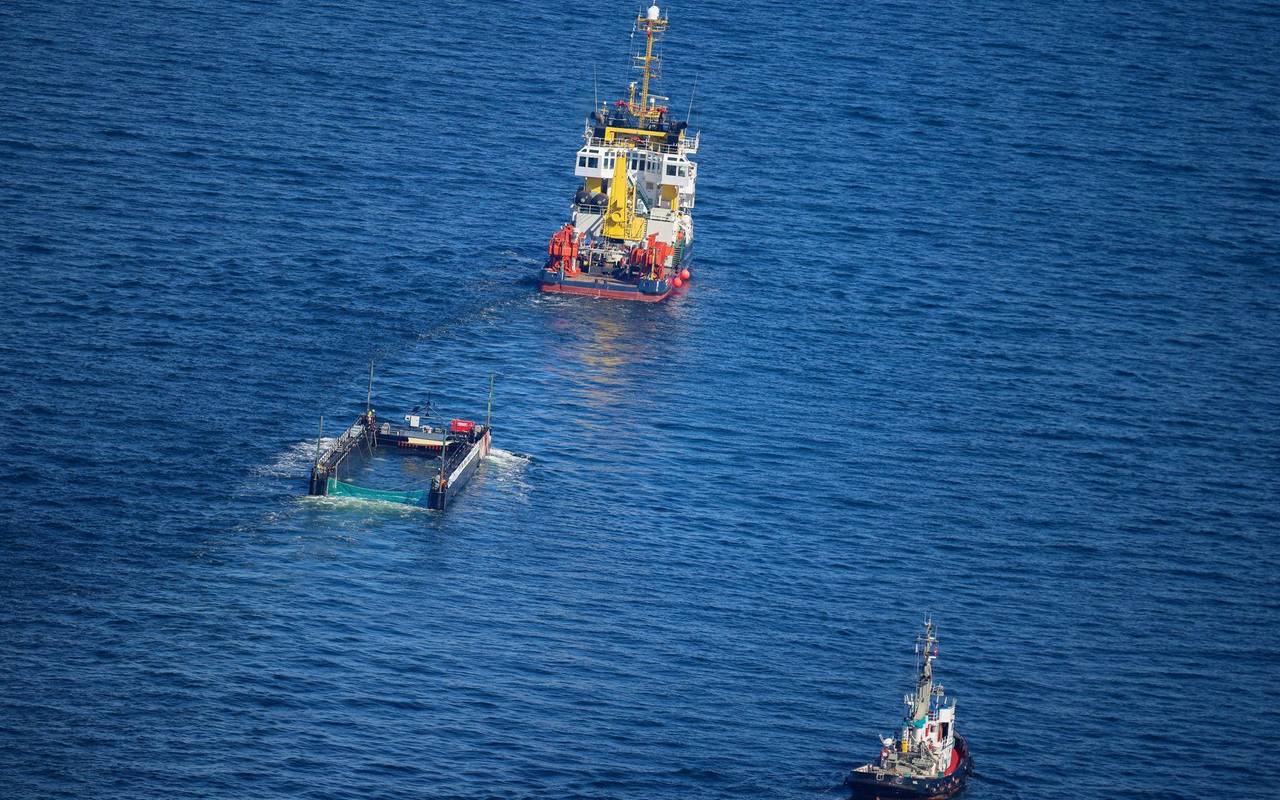 Weitere Entwicklung zum Buckelwal in der Ostsee
