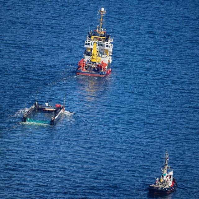Weitere Entwicklung zum Buckelwal in der Ostsee
