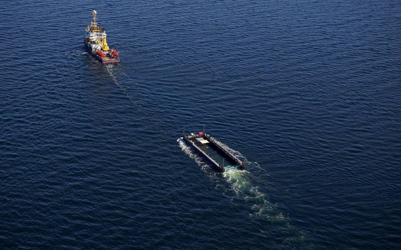 Weitere Entwicklung zum Buckelwal in der Ostsee