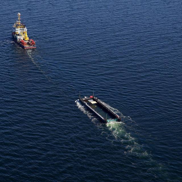 Weitere Entwicklung zum Buckelwal in der Ostsee