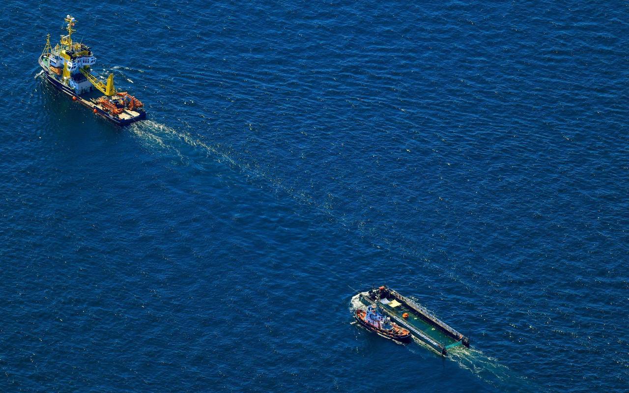 Weitere Entwicklung zum Buckelwal auf dem Weg aus der Ostsee