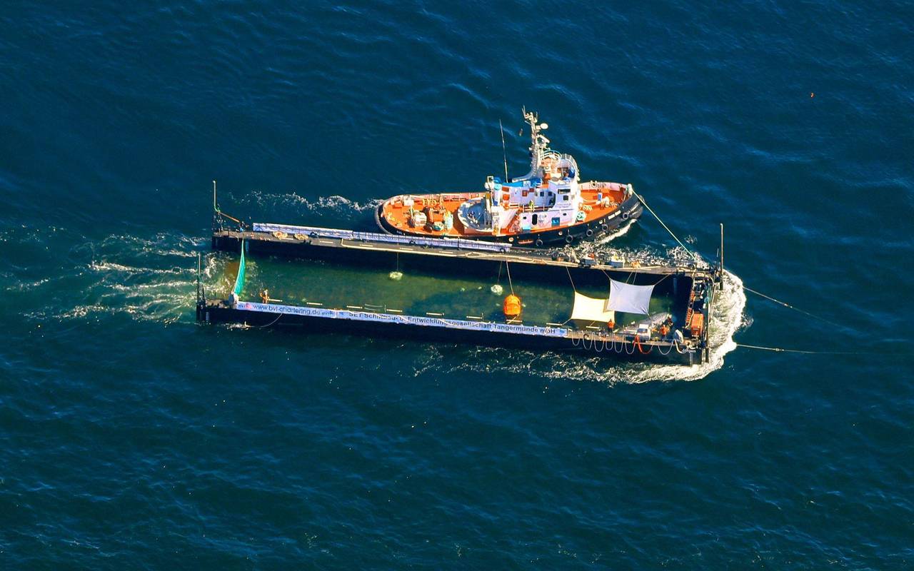 Weitere Entwicklung zum Buckelwal auf dem Weg aus der Ostsee