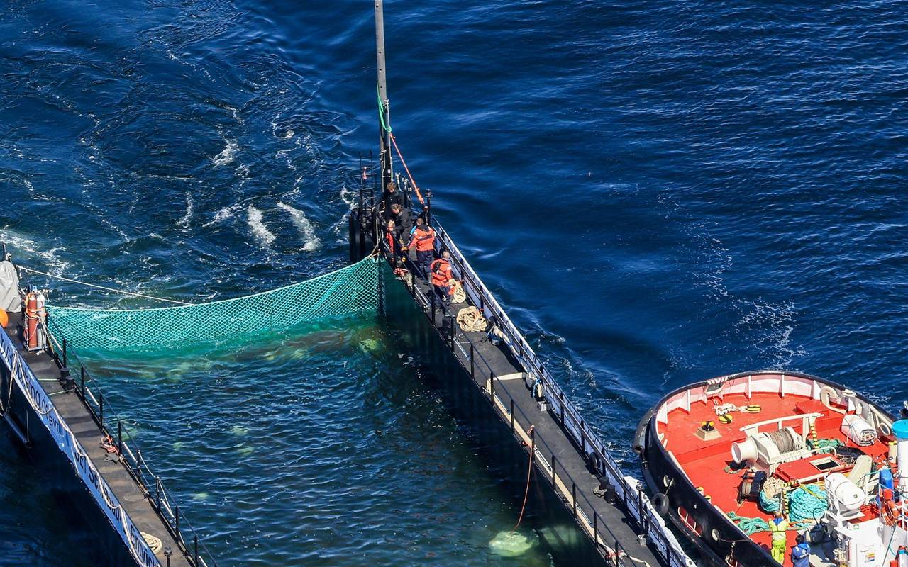 Weitere Entwicklung zum Buckelwal auf dem Weg aus der Ostsee
