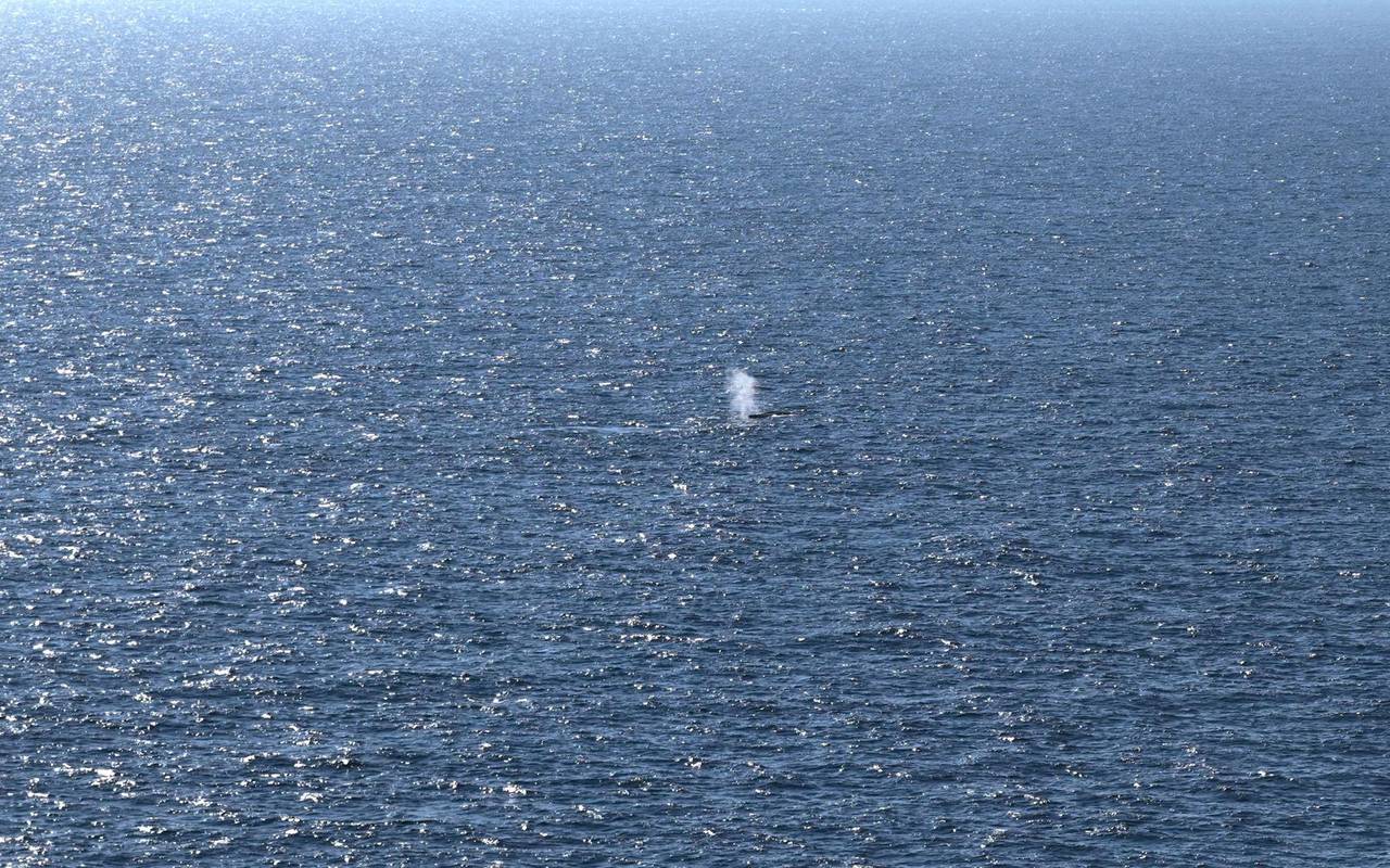 Buckelwal in der Nordsee freigesetzt
