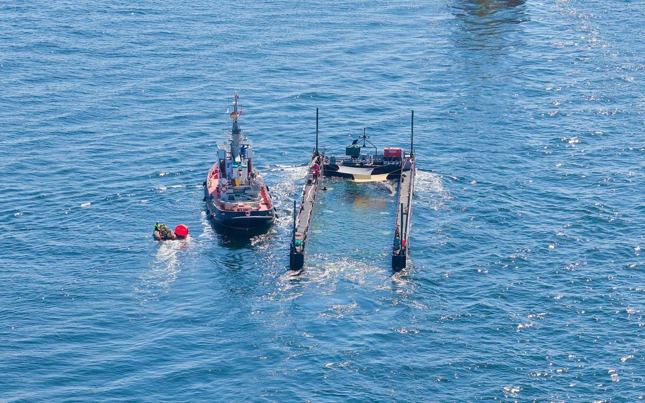 Buckelwal auf dem Weg aus der Ostsee