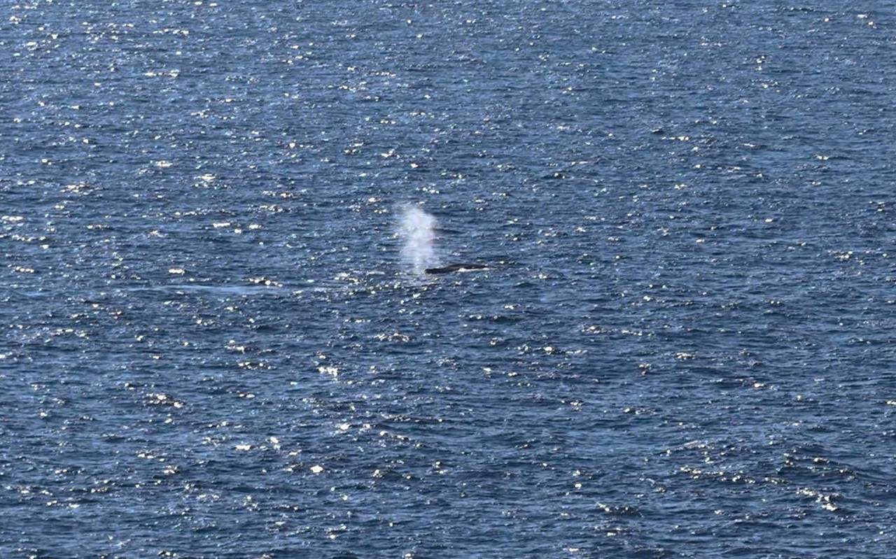 Buckelwal in der Nordsee freigesetzt